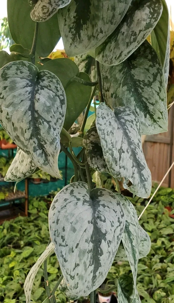 Scindapsus Pictus Exotica Live Plant - 4 inch Pot, Indoor/Outdoor - Image 1