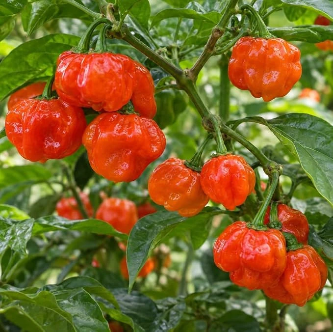 Scotch Bonnet Pepper Live Plant – Hot Pepper – 4 inch Pot – Outdoor Garden - Image 1