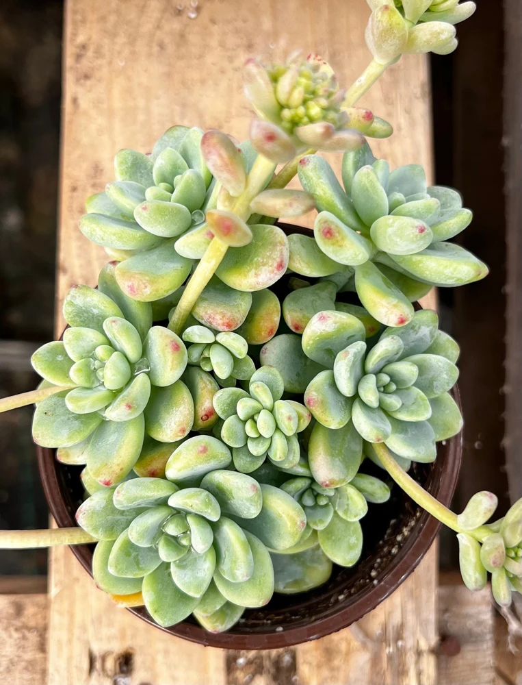 Sedum Clavatum Live Plant – Tiscalatengo Gorge Succulent – Rock Garden – 4 inch Pot - Image 1