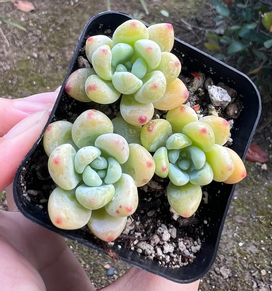 Sedum Clavatum Live Succulent Plant – Tiscalatengo Gorge Variety – 2.5'' Pot – Easy Care Indoor/Outdoor - Image 1