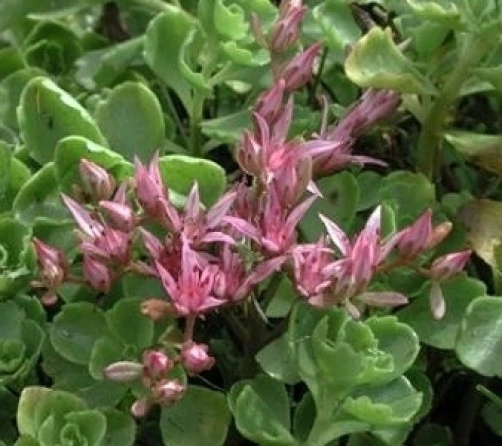 Sedum Stoloniferum Stonecrop Seeds - 10 Perennial Seeds for Ground Cover - Image 1