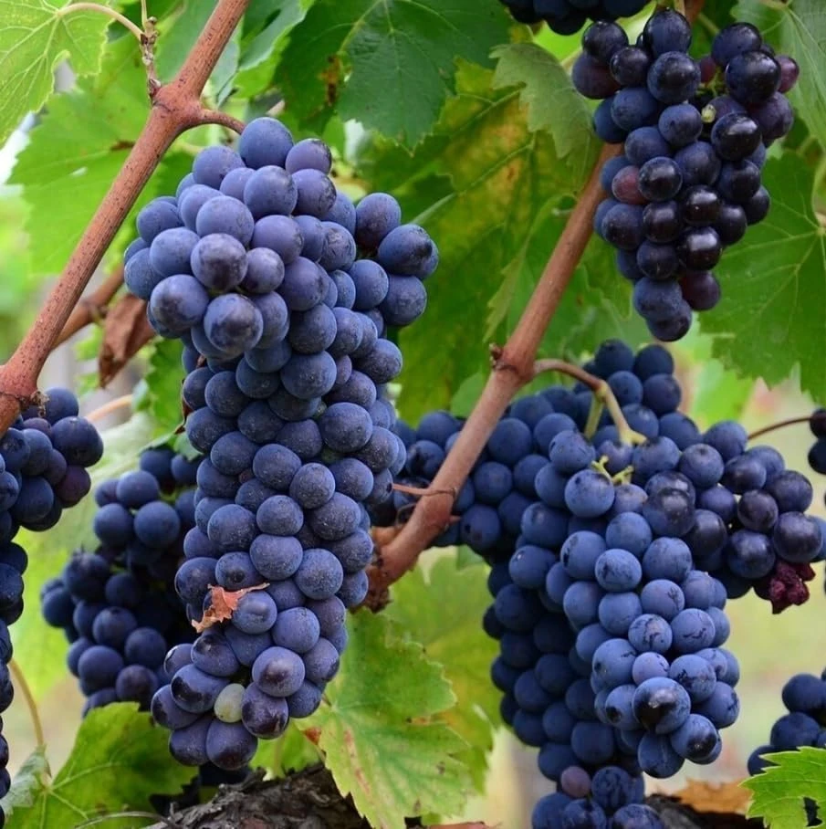 Seedless Grape Vines Live Plant – Blue/Black Berries – 8-12 Inch Tall – Outdoor - Image 3