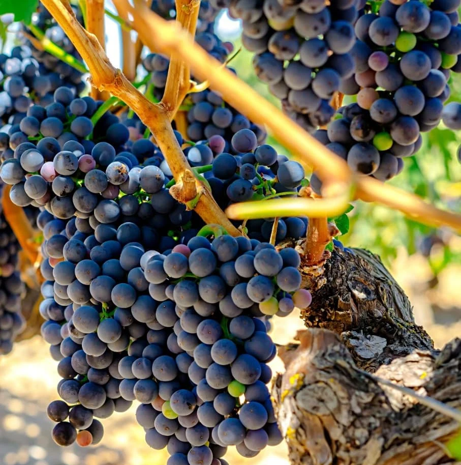 Seedless Grape Vines Live Plant – Blue/Black Berries – 8-12 Inch Tall – Outdoor - Image 4