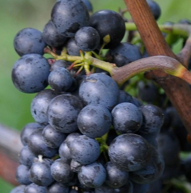 Seedless Grape Vines Live Plant – Blue/Black Berries – 8-12 Inch Tall – Outdoor - Image 5