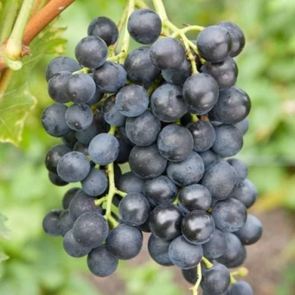 Seedless Grape Vines Live Plant – Blue/Black Berries – 8-12 Inch Tall – Outdoor - Image 6