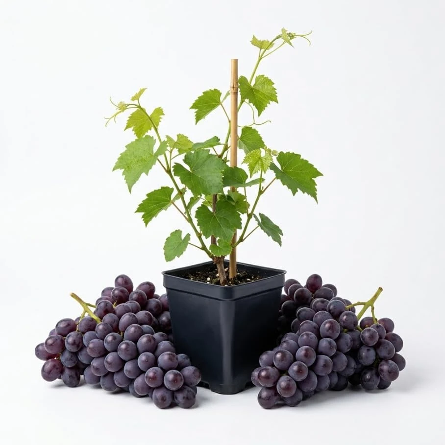 Seedless Grape Vines Live Plant - Reddish Purple Grapes, 4" Pot - Image 1