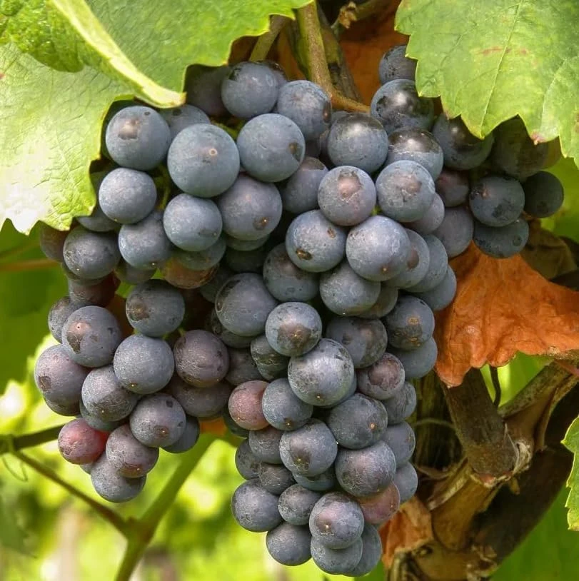 Seedless Grape Vines Live Plant - Reddish Purple Grapes, 4" Pot - Image 3