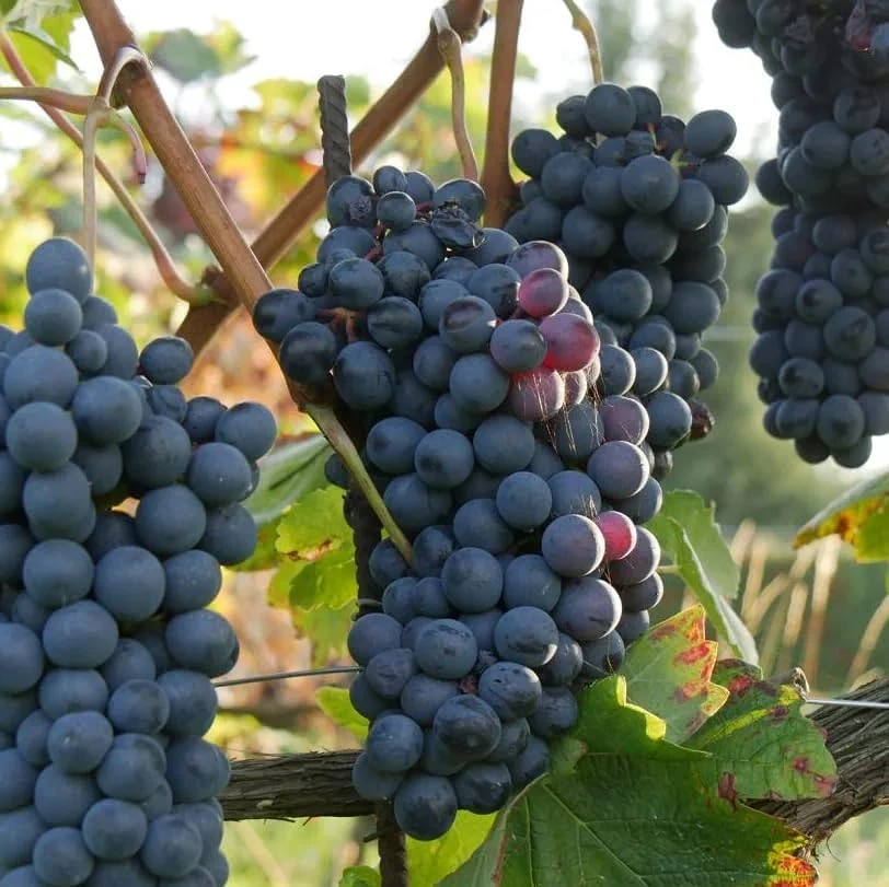 Seedless Grape Vines Live Plant - Reddish Purple Grapes, 4" Pot - Image 4