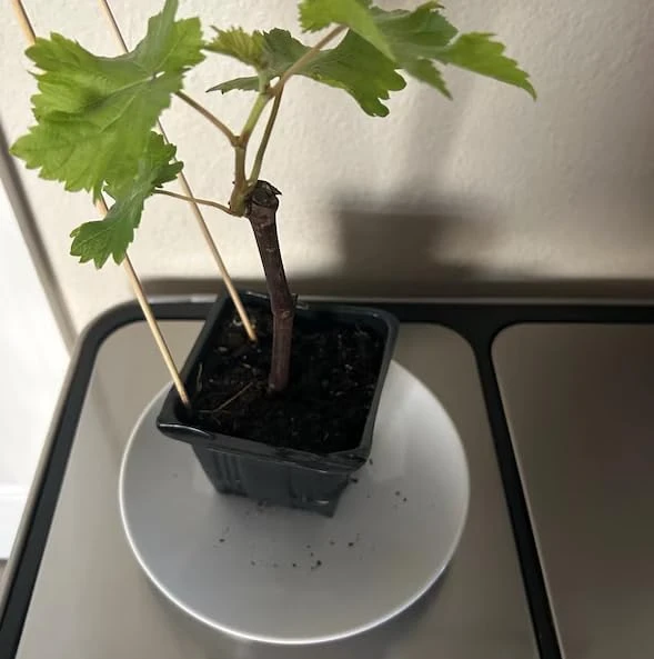 Seedless Grape Vines Live Plant - Reddish Purple Grapes, 4" Pot - Image 5