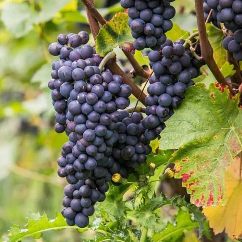 Seedless Grape Vines Live Plant - Reddish Purple Grapes, 4" Pot - Image 6