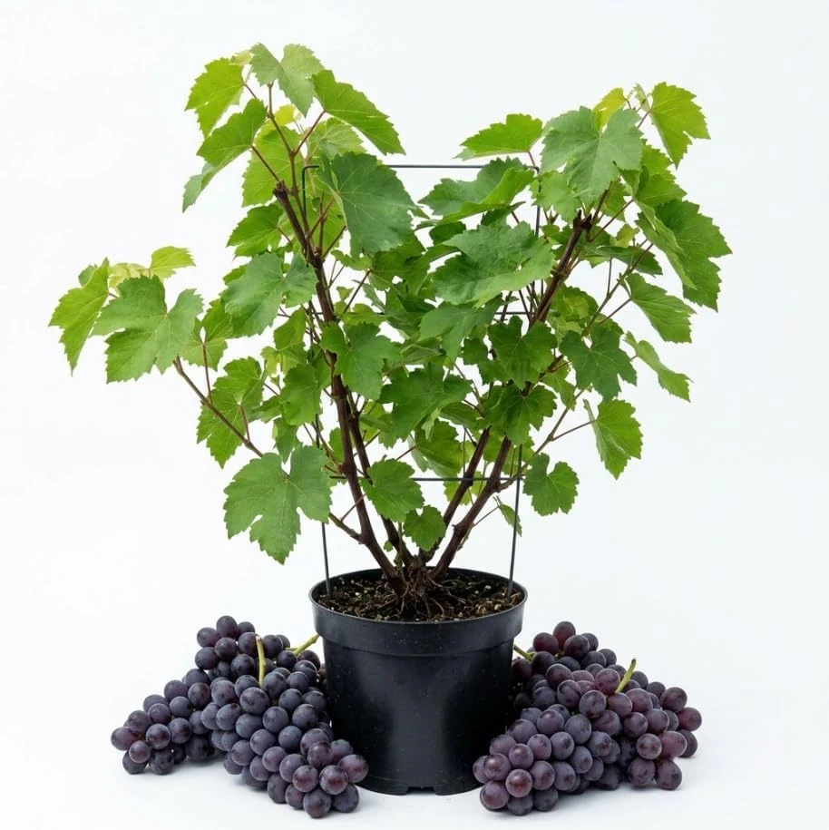 Seedless Grape Vines Live Plant - Reddish Purple Grapes, 1-2 Ft, Gallon Pot - Image 1