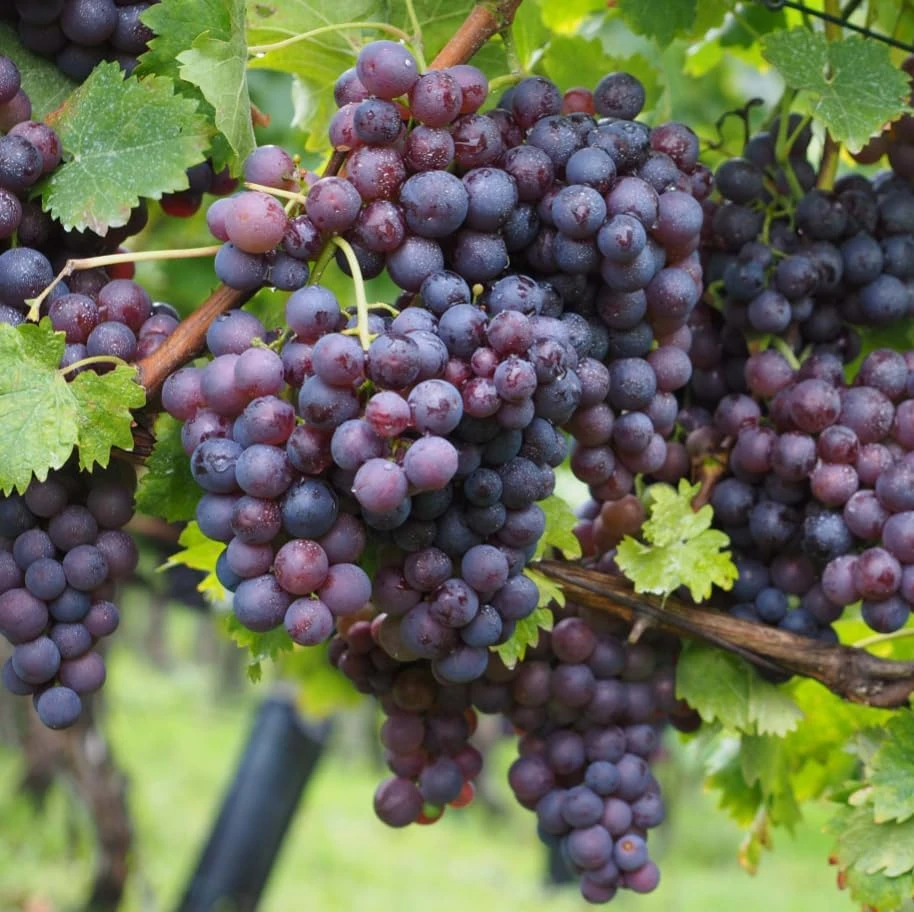 Seedless Grape Vines Live Plant - Reddish Purple Grapes, 4" Pot - Image 7