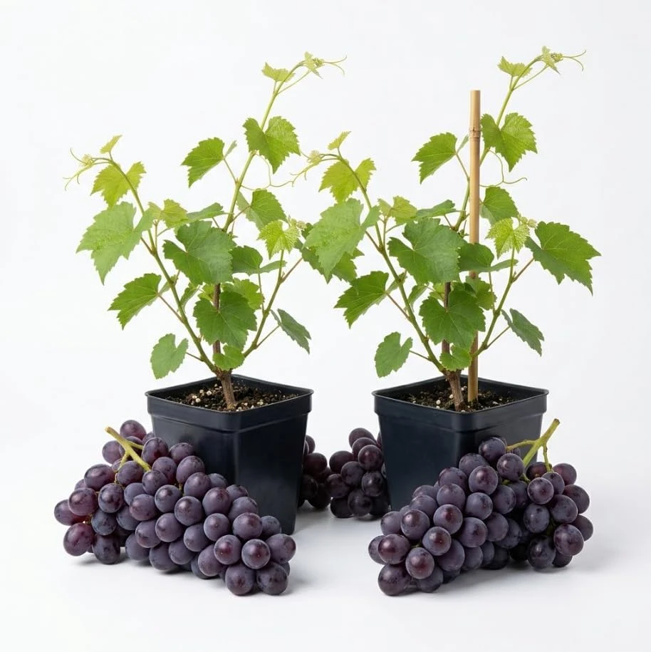 Seedless Grape Vines Live Plants - Reddish Purple Berries, 4" Pot, Outdoor - Image 1