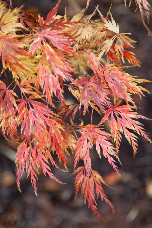 Seiryu Japanese Maple Live Plant – Acer palmatum 'Seiryu' – 4 inch Pot – Upright Deciduous Tree – Outdoor Landscape - Image 2