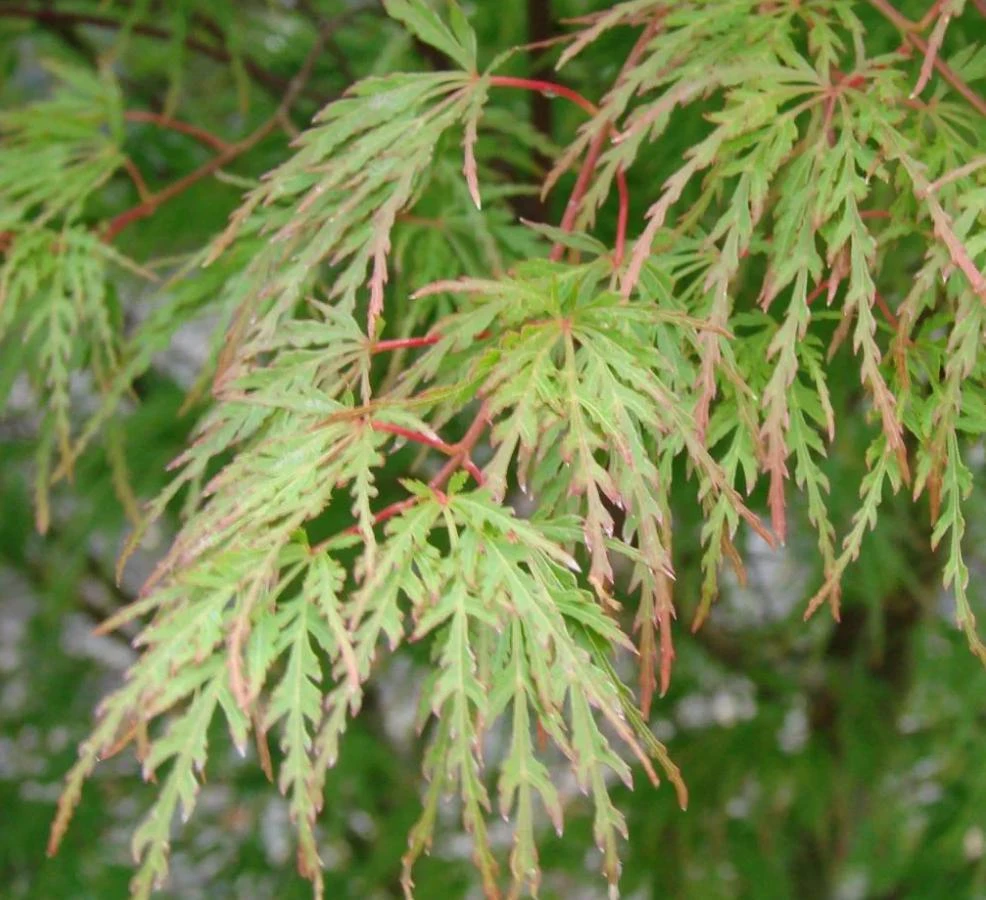 Seiryu Japanese Maple Live Plant – Acer palmatum 'Seiryu' – 4 inch Pot – Upright Deciduous Tree – Outdoor Landscape - Image 3