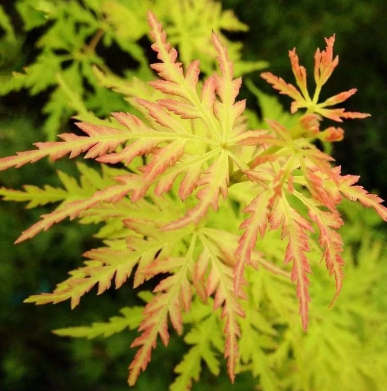 Seiryu Japanese Maple Live Plant – Acer palmatum 'Seiryu' – 4 inch Pot – Upright Deciduous Tree – Outdoor Landscape - Image 4