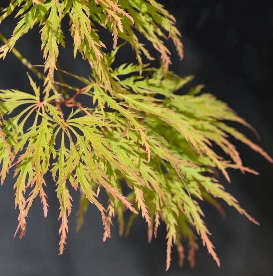 Seiryu Japanese Maple Live Plant – Acer palmatum 'Seiryu' – 4 inch Pot – Upright Deciduous Tree – Outdoor Landscape - Image 5