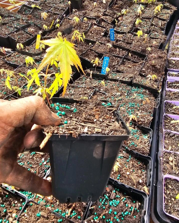 Seiryu Japanese Maple Live Plant – Acer palmatum 'Seiryu' – 4 inch Pot – Upright Deciduous Tree – Outdoor Landscape - Image 6