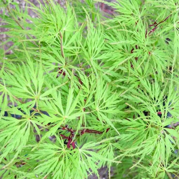 Seiryu Japanese Maple Live Plant – Acer palmatum 'Seiryu' – 4 inch Pot – Upright Deciduous Tree – Outdoor Landscape - Image 7