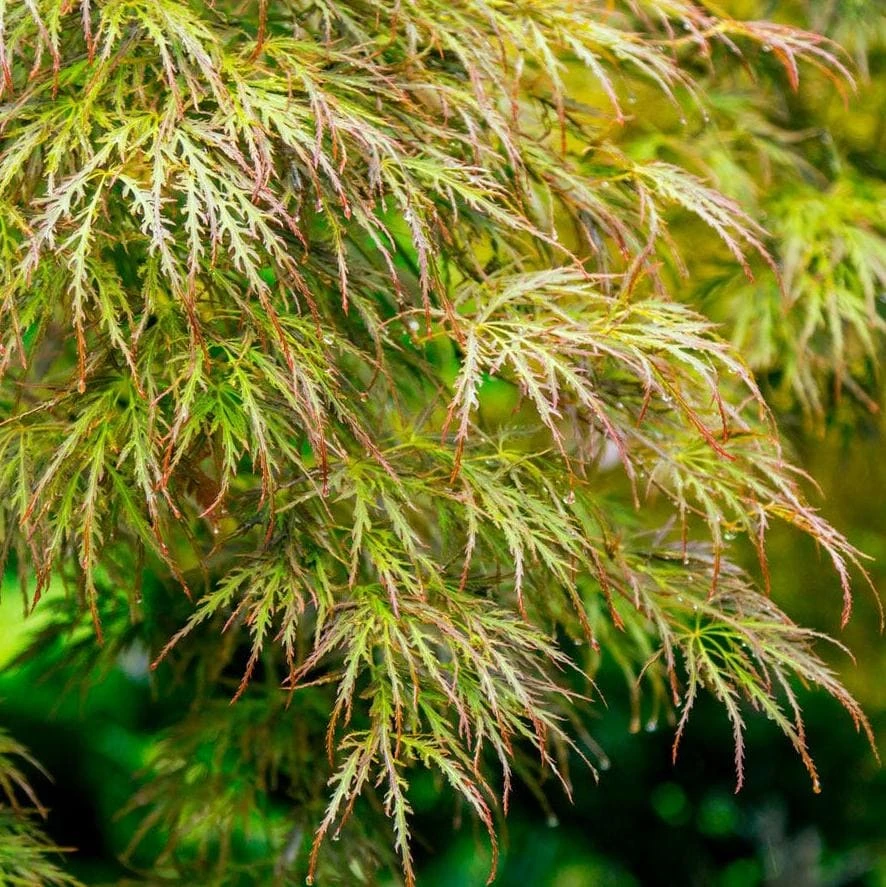 Seiryu Japanese Maple Live Plant – Acer palmatum 'Seiryu' – 4 inch Pot – Upright Deciduous Tree – Outdoor Landscape - Image 1