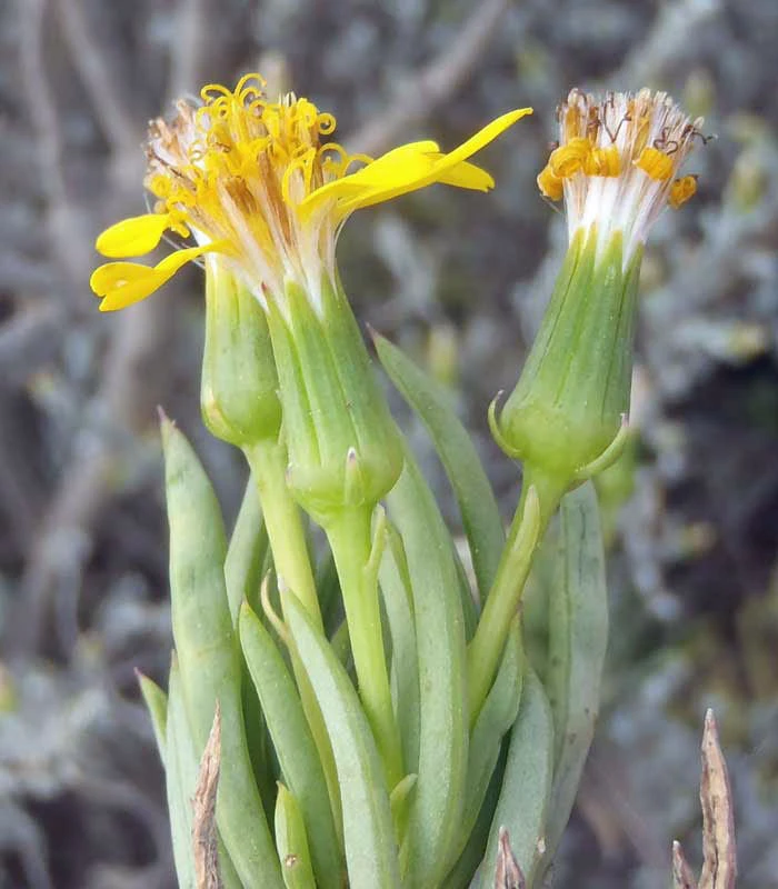 Senecio cotyledonis Seeds - 5 Count Succulent Plant Seeds - Image 1