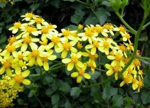 Senecio Tamoides Canary Creeper Seeds - 15 Seeds for Climbing Vine - Image 1