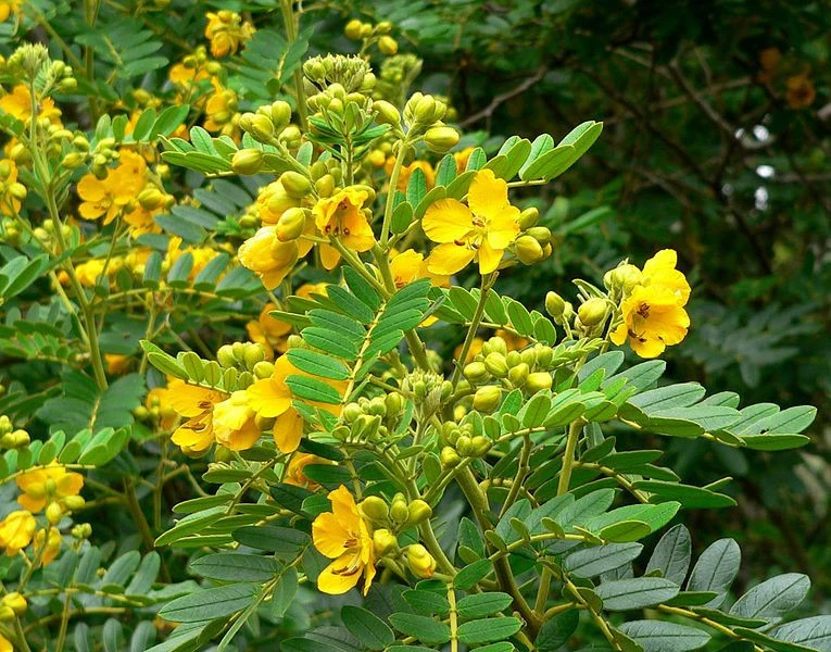 Senna multiglandulosa Buttercup Bush Seeds - 10 Seeds - Image 1