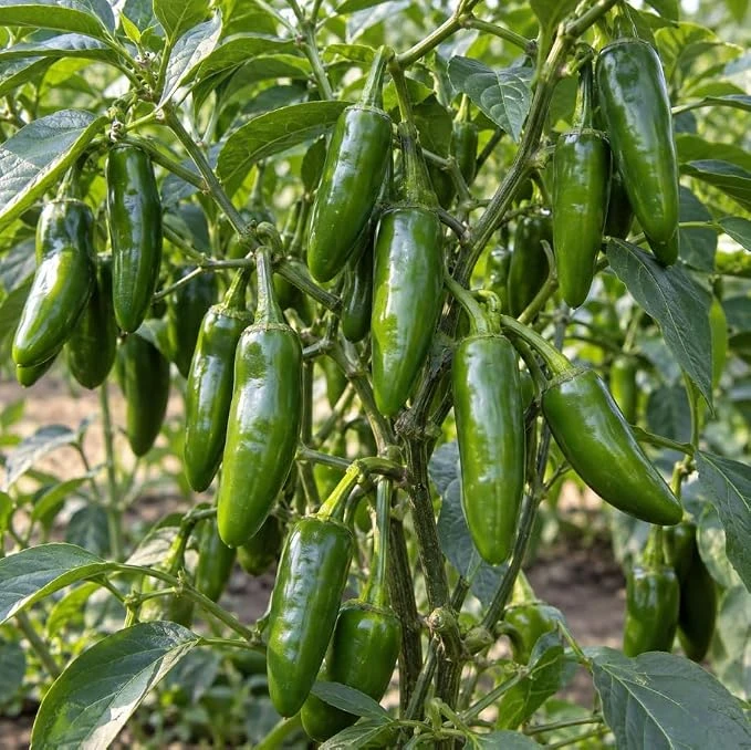 Serrano Pepper Live Plant – Hot Pepper Plant 4" Pot – Outdoor Garden - Image 1