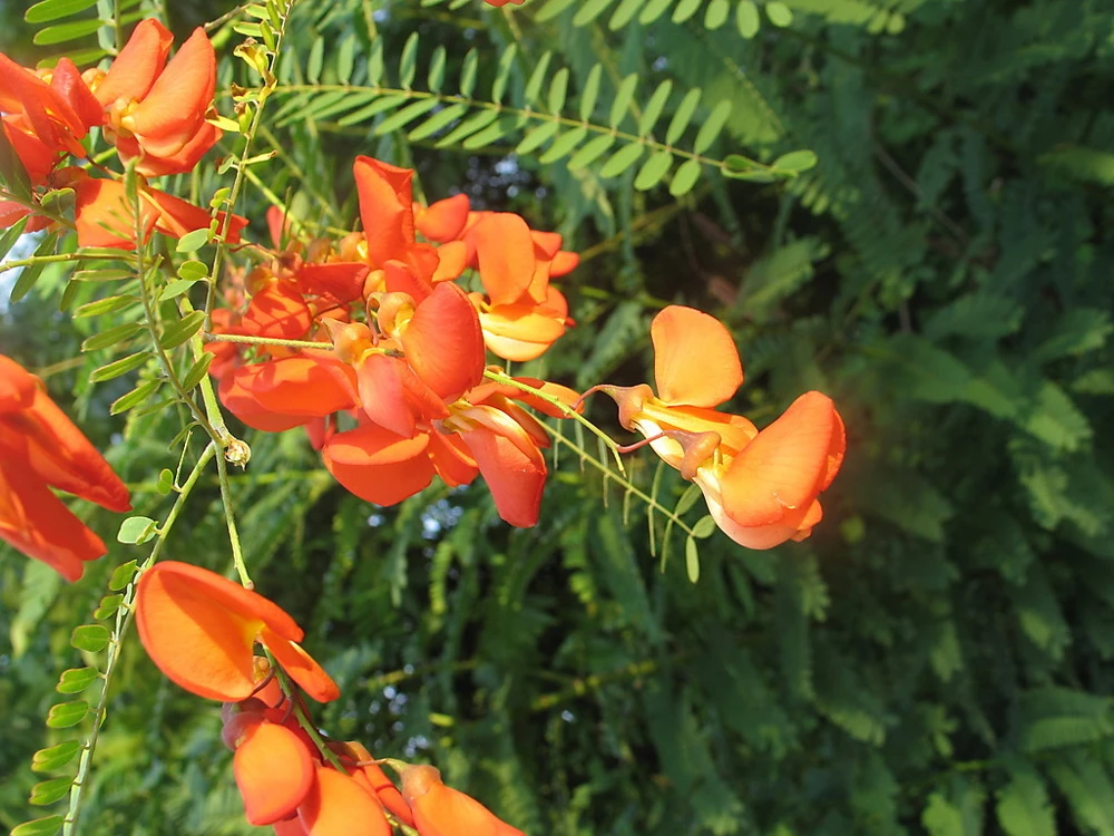 Sesbania punicea Scarlet Wisteria Seeds - 10 Count Perennial Flower Seeds - Image 1