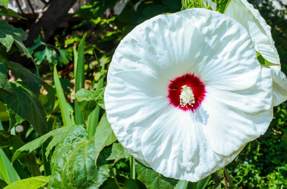 Set 2 White Hibiscus Plants Live for Planting, Hardy Hibiscus Flower Plant, White Flowering Tropical Shrub, 4-8 Inch Tall, No Pot, No Ship TX - Image 4
