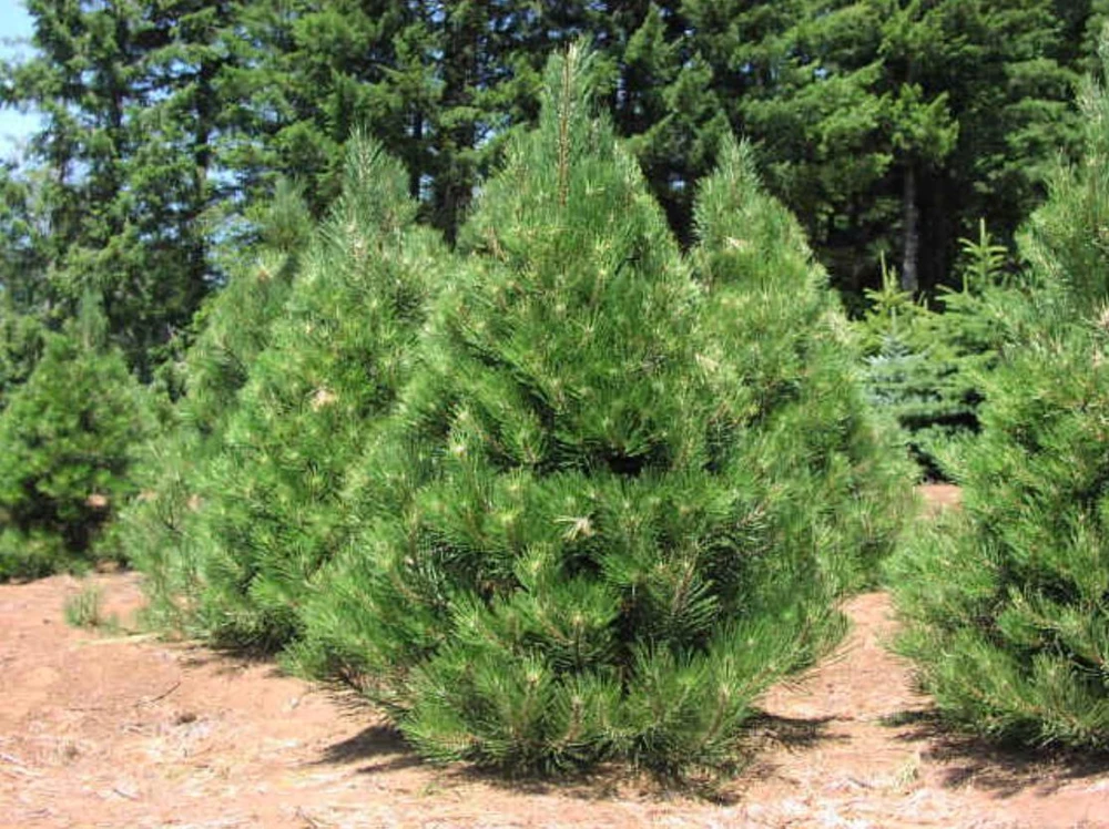 Set of 2 Austrian Pine Live Plants – 4-6" Tall in 4" Pots – Outdoor Evergreen Seedlings - Image 1