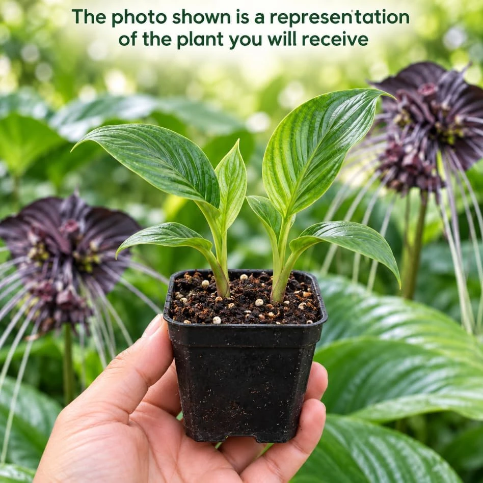 Set of 2 Black Bat Flower Tacca Chantrieri Live Plant, Tropical Indoor Houseplant, 4-6 Inch Tall in 2 Inch Pot - Image 3