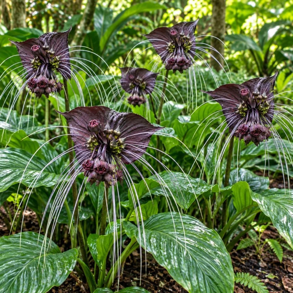 Set of 2 Black Bat Flower Tacca Chantrieri Live Plant, Tropical Indoor Houseplant, 4-6 Inch Tall in 2 Inch Pot - Image 4