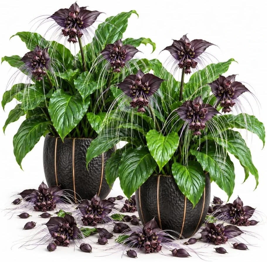 Set of 2 Black Bat Flower Tacca Chantrieri Live Plant, Tropical Indoor Houseplant, 4-6 Inch Tall in 2 Inch Pot - Image 1