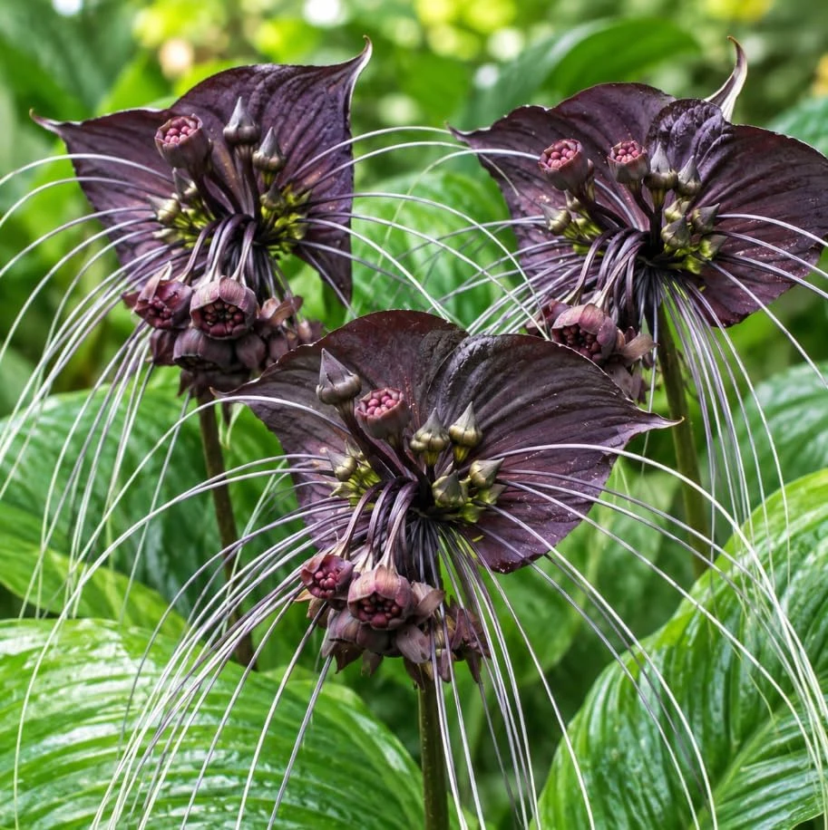 Set of 2 Black Bat Flower Tacca Chantrieri Live Plant, Tropical Indoor Houseplant, 4-6 Inch Tall in 2 Inch Pot - Image 6