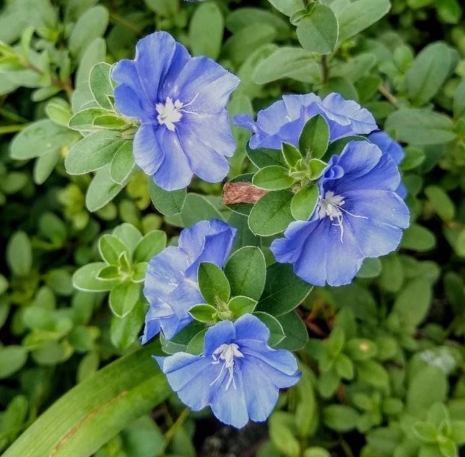 Set of 2 Blue Daze Live Plants - Evolvulus glomeratus - 3-6" Tall in 3-4" Pots - Image 1
