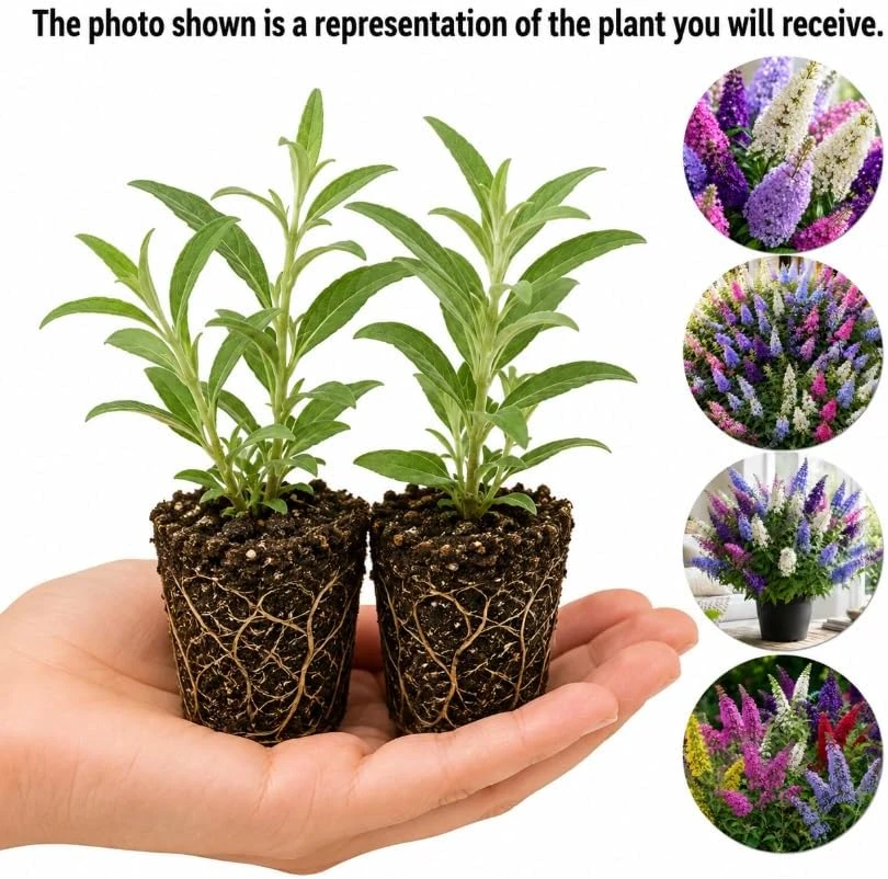 Set of 2 Buddleia Butterfly Bush Live Plants, Mixed, 4-7 Inches Tall, Outdoor Shrubs - Image 3