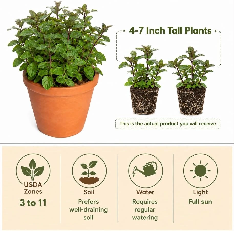 Set of 2 Chocolate Mint Live Plants, 4-7 Inches Tall, Rooted Herb for Patio & Garden - Image 3