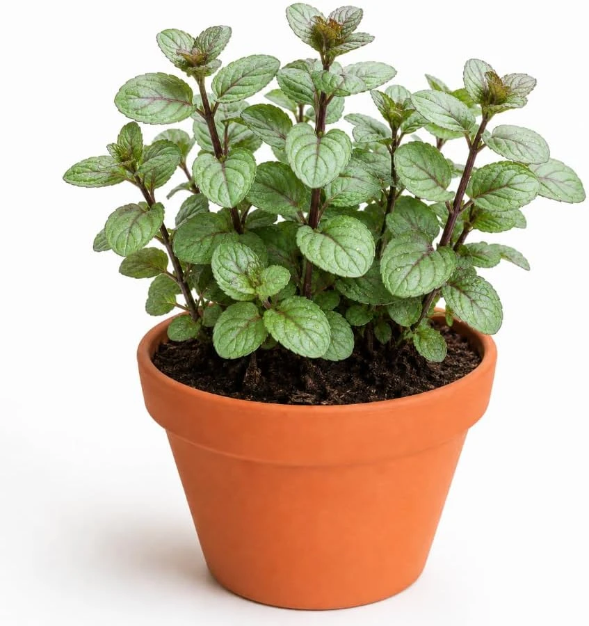 Set of 2 Chocolate Mint Live Plants, 4-7 Inches Tall, Rooted Herb for Patio & Garden - Image 1