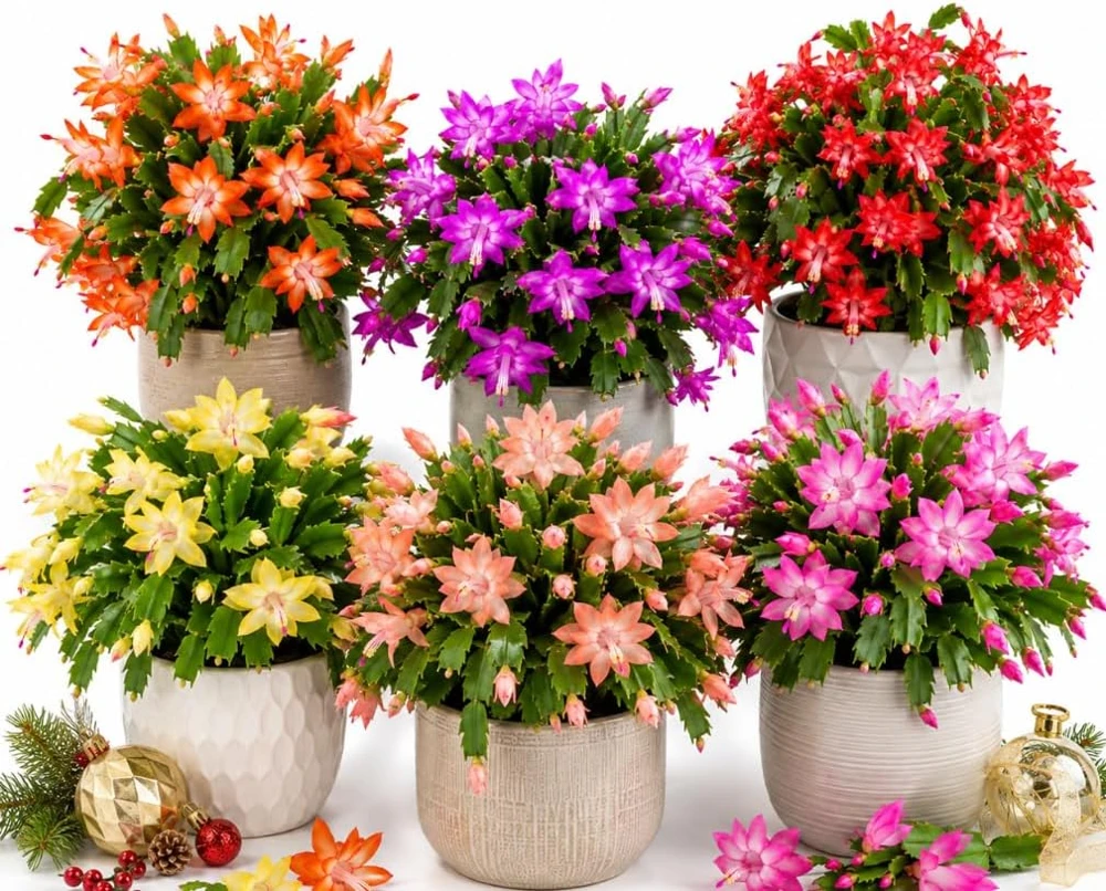 Set of 2 Christmas Cactus Live Plants – 4-6 Inches Tall Holiday Succulent Houseplants - Image 1