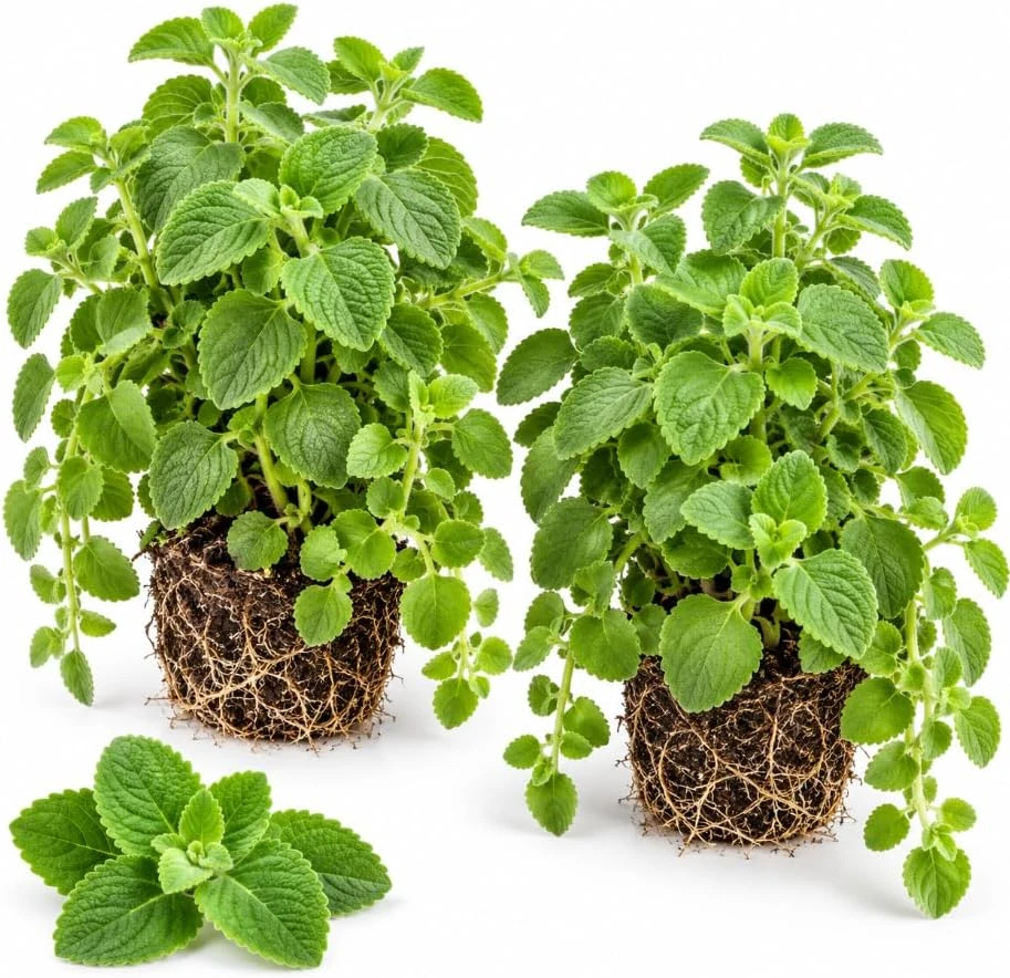 Set of 2 Cuban Oregano Live Plants, 4-6 Inches Tall, Culinary Herb - Image 1