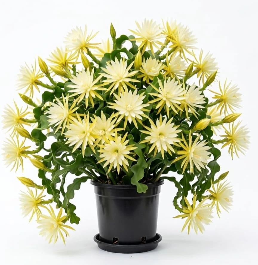 Set of 2 Curly Locks Epiphyllum Orchid Cactus Live Plants – Well Rooted Succulent – 2 Inch Pot - Image 1
