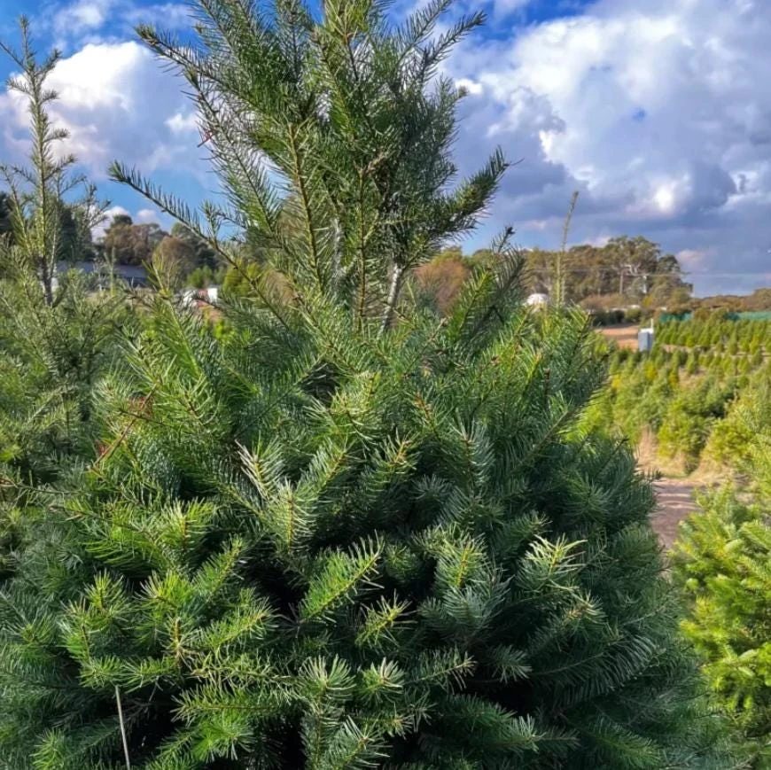 Set of 2 Douglas Fir Live Trees - Potted Evergreen Conifer - Outdoor Landscape - Image 1