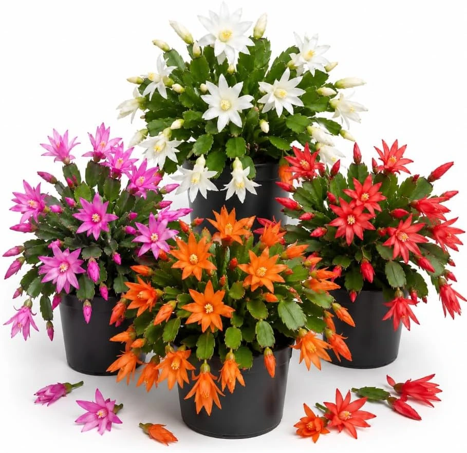 Set of 2 Easter Cactus Live Plants, Spring Blooming Succulents, 4-6 Inch Tall, Indoor/Outdoor - Image 1