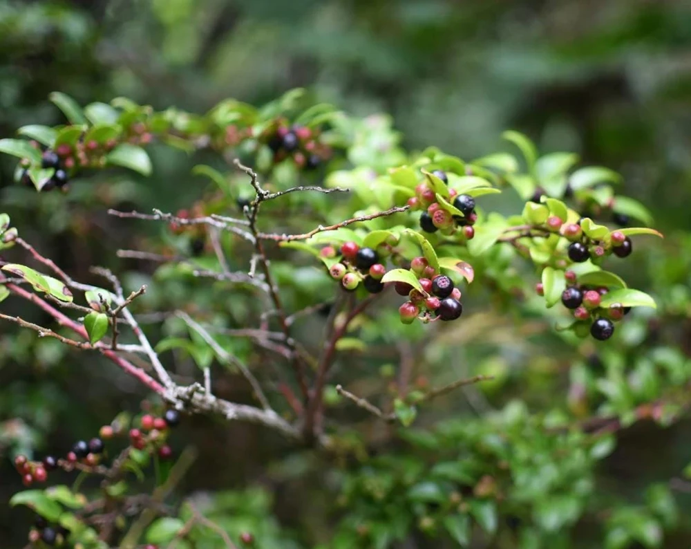 Set of 2 Evergreen Huckleberry Live Plants - Vaccinium ovatum - 4-10" Tall - 4" Pots - Outdoor Shrub - Image 1