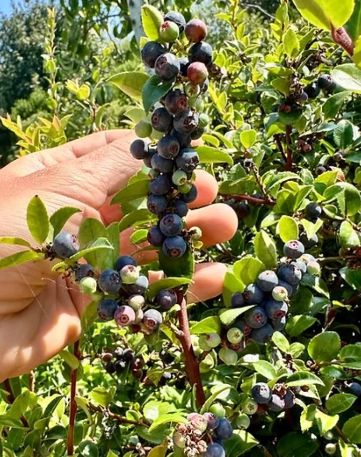 Set of 2 Evergreen Huckleberry Live Plants – Vaccinium ovatum – 3-7" Tall – 3" Pots – Edible Berries - Image 1