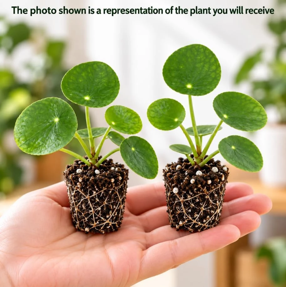 Set of 2 Green Money Plant, Pilea Peperomioides Live Houseplant, Easy Care Indoor Plant, 4-7 Inch Tall for Home Growing - Image 3