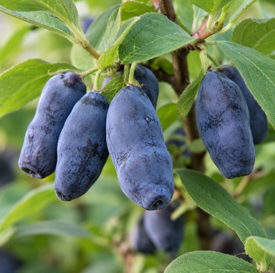 Set of 2 Honey Berry Haskap Live Plants โ 6-12" Tall โ Outdoor Edible Berries - Image 2