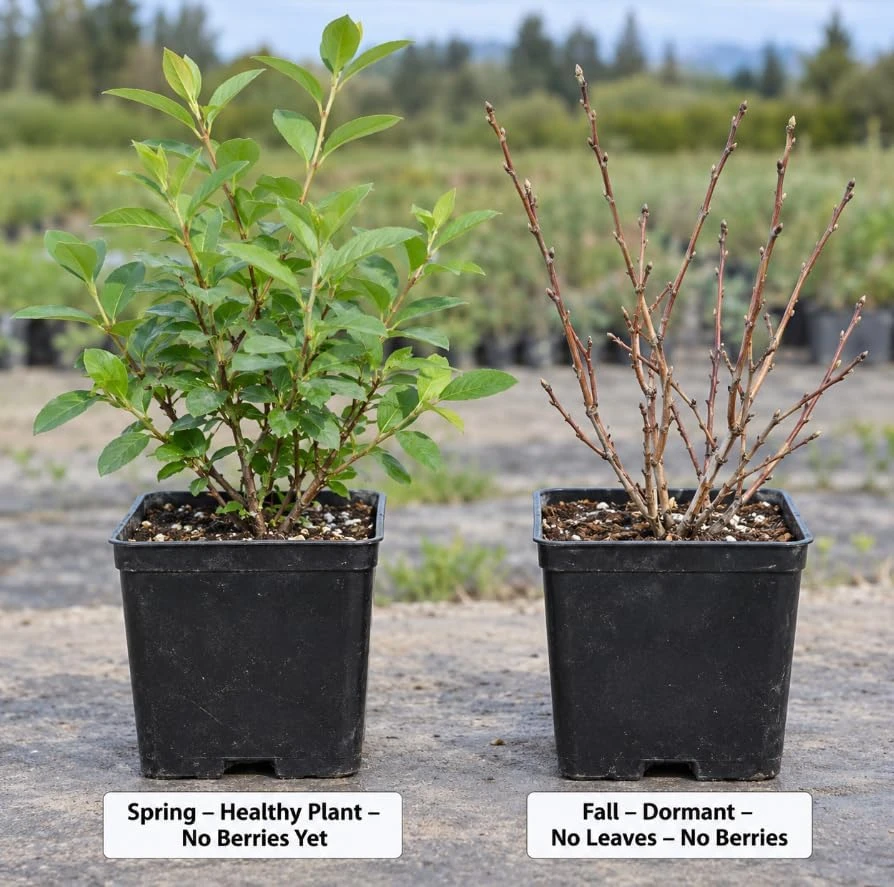 Set of 2 Honey Berry Haskap Live Plants โ 6-12" Tall โ Outdoor Edible Berries - Image 5