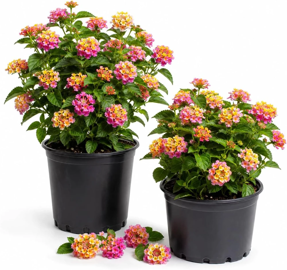 Set of 2 Lantana Live Plants, Pink Yellow Flowers, 4-7 Inches Tall, Outdoor Shrub - Image 1